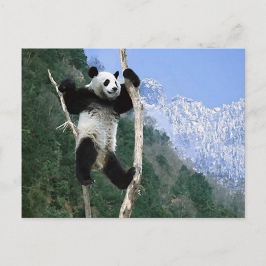 Panda stuck in Tree Briefkaart (Voorkant)