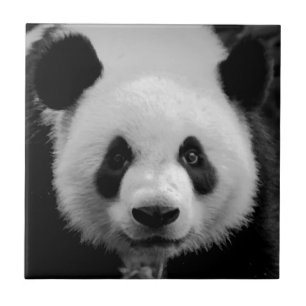 Panda Tegeltje