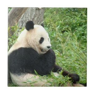Panda Tile Tegeltje