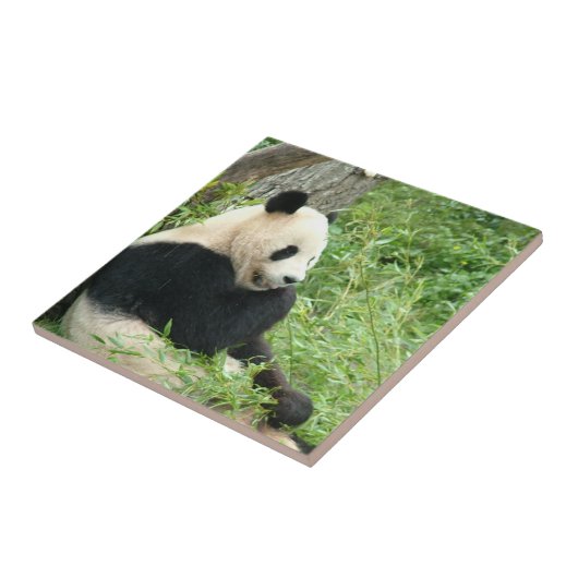 Panda Tile Tegeltje (Zijkant)