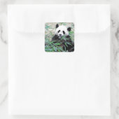 Panda Vierkante Sticker (Tas)