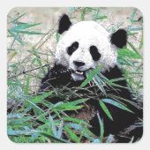 Panda Vierkante Sticker (Voorkant)