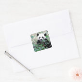 Panda Vierkante Sticker (Envelop)