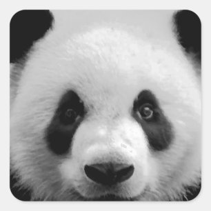 Panda Vierkante Sticker