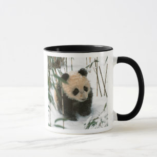 Panda welp in de sneeuw, Wolong, Sichuan, China Mok
