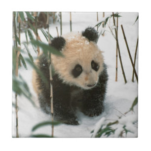 Panda welp in de sneeuw, Wolong, Sichuan, China Tegeltje