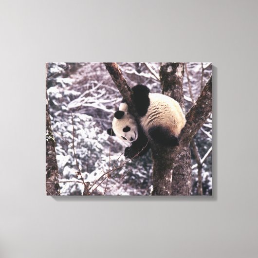 Panda welp speelt in besneeuwde boom canvas afdruk (Voorkant)