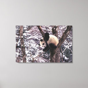 Panda welp speelt in besneeuwde boom canvas afdruk