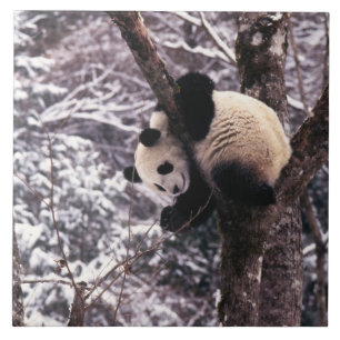 Panda welp speelt in een boom bedekt met sneeuw, tegeltje