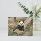 PandaM001 Briefkaart (Staand voorkant)