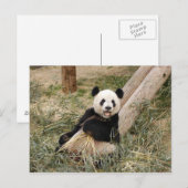 PandaM001 Briefkaart (Voorkant / Achterkant)