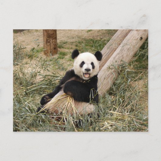 PandaM001 Briefkaart (Voorkant)