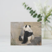PandaM004 Briefkaart (Staand voorkant)