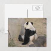 PandaM004 Briefkaart (Voorkant / Achterkant)