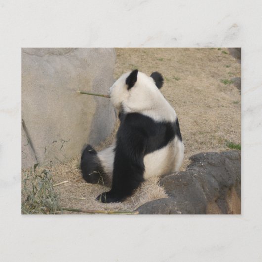 PandaM004 Briefkaart (Voorkant)