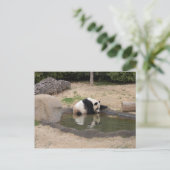 PandaM007 Briefkaart (Staand voorkant)