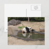 PandaM007 Briefkaart (Voorkant / Achterkant)