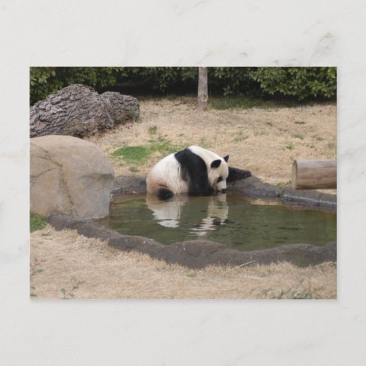 PandaM007 Briefkaart (Voorkant)