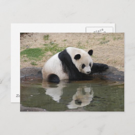 PandaM008 Briefkaart (Voorkant / Achterkant)