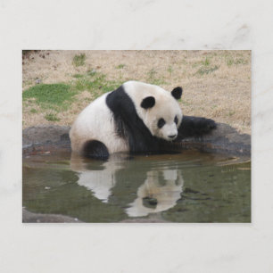 PandaM008 Briefkaart