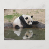 PandaM008 Briefkaart (Voorkant)