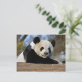 PandaM011 Briefkaart (Staand voorkant)