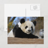 PandaM011 Briefkaart (Voorkant / Achterkant)