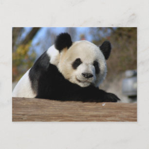 PandaM011 Briefkaart