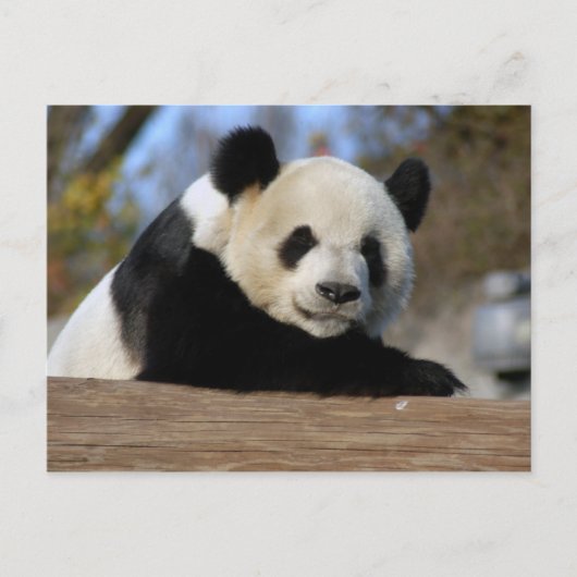 PandaM011 Briefkaart (Voorkant)