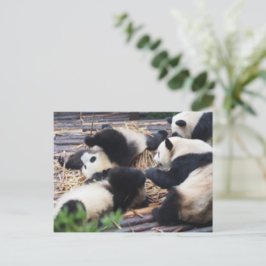 Panda's, Chengdu, het Briefkaart van China (Staand voorkant)