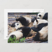 Panda's, Chengdu, het Briefkaart van China (Voorkant / Achterkant)
