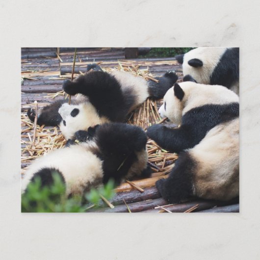 Panda's, Chengdu, het Briefkaart van China (Voorkant)