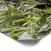 Pandas eet Bamboe! Poster (Hoek)