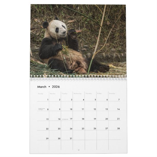 Pandas of China, Wall Calendar 2019 Kalender (Mar 2026)