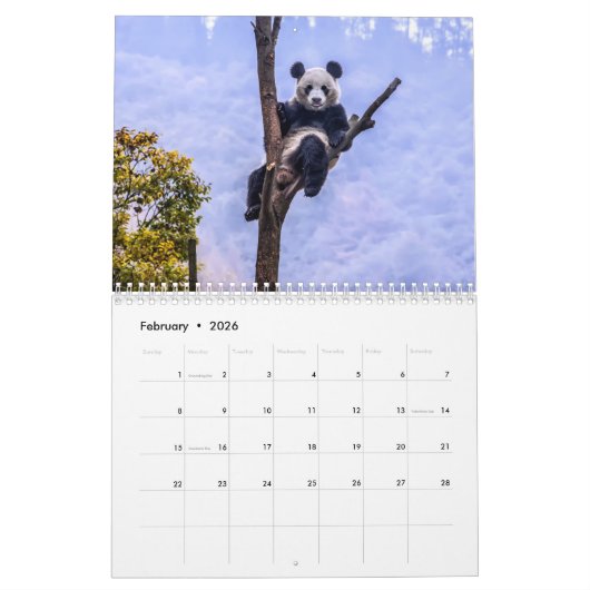 Pandas of China, Wall Calendar 2019 Kalender (Feb 2026)