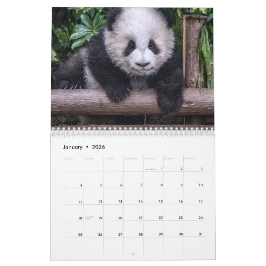 Pandas of China, Wall Calendar 2019 Kalender (Jan 2026)