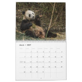 Pandas of China, Wall Calendar 2019 Kalender (Mar 2027)