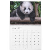 Pandas of China, Wall Calendar 2019 Kalender (Jan 2027)