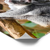 Pandas of Koalas - Welke zijn knuffels? Poster (Hoek)