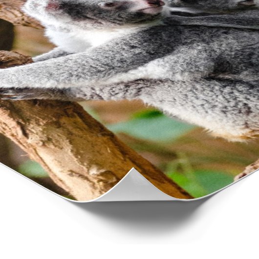 Pandas of Koalas - Welke zijn knuffels? Poster (Hoek)