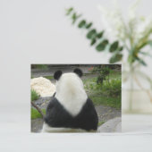 PandaSD002 Briefkaart (Staand voorkant)