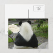 PandaSD002 Briefkaart (Voorkant / Achterkant)