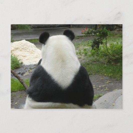 PandaSD002 Briefkaart (Voorkant)