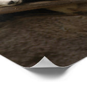 PandaSD003 Poster (Hoek)