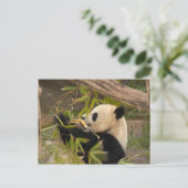 PandaSD008 Briefkaart (Staand voorkant)