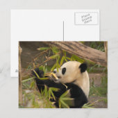 PandaSD008 Briefkaart (Voorkant / Achterkant)