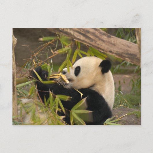PandaSD008 Briefkaart (Voorkant)