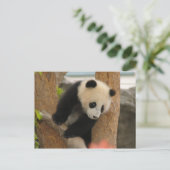 PandaSD009 Briefkaart (Staand voorkant)