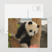 PandaSD009 Briefkaart (Voorkant / Achterkant)
