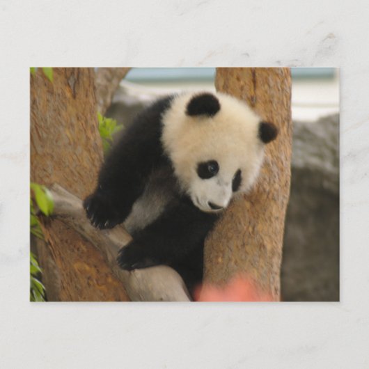 PandaSD009 Briefkaart (Voorkant)